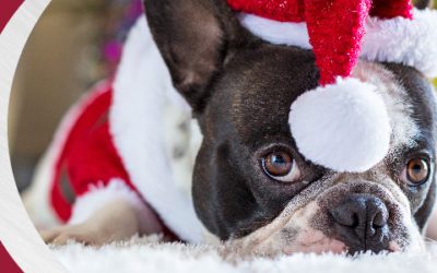 Holiday Pet Safety Tips