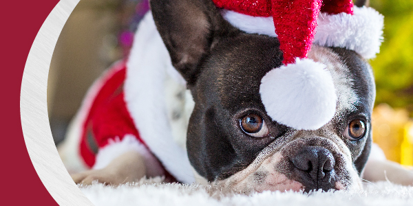 howliday-pet-safety-tips