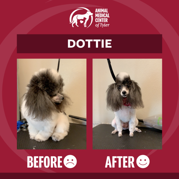 AMCT-fb-post-grooming-Dottie