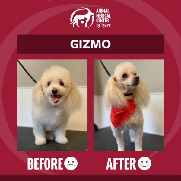 AMCT-fb-post-grooming-Gizmo