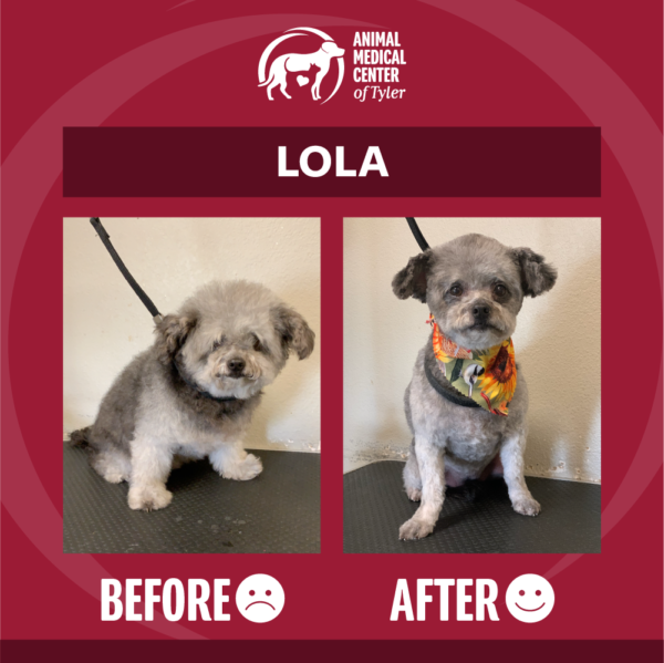 AMCT-fb-post-grooming-Lola