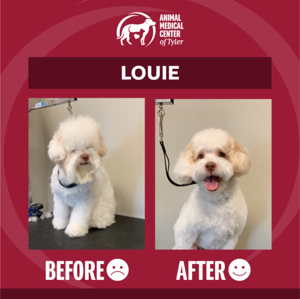 AMCT-fb-post-grooming-Louie