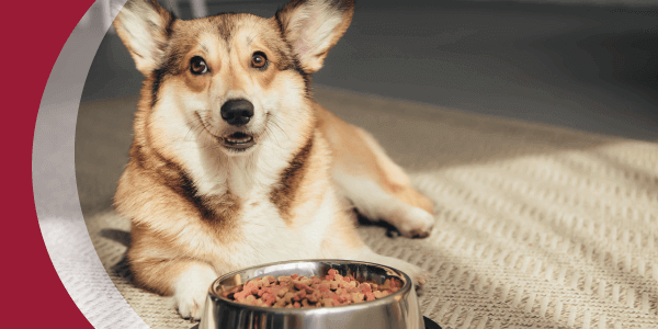 Buy Pet Food blog image