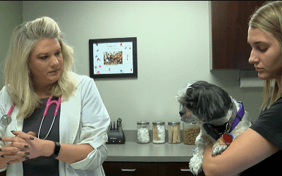 East Texas veterinarians warn pet owners of dog flu