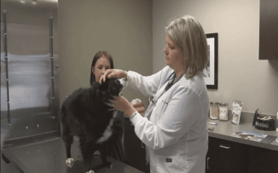 Your pet’s strange behavior could indicate a serious illness