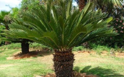 Sago Palm plant can be fatal to pets