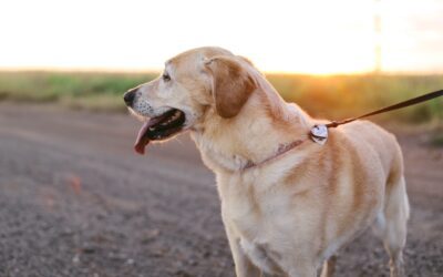 Navigating Dog Walking Safety: A Comprehensive Guide