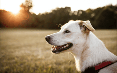 The Significance of Preventing Heartworms