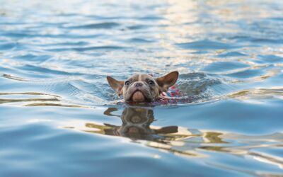 Five Guidelines for Swimming With Your Puppy in Safety