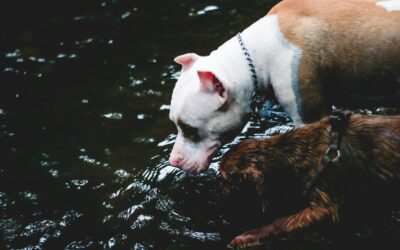 Keeping Your Pet Hydrated During the Summer