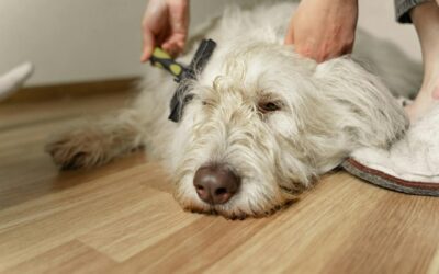 Embracing Spring with Your Pet: Grooming Tips for the Season Shift
