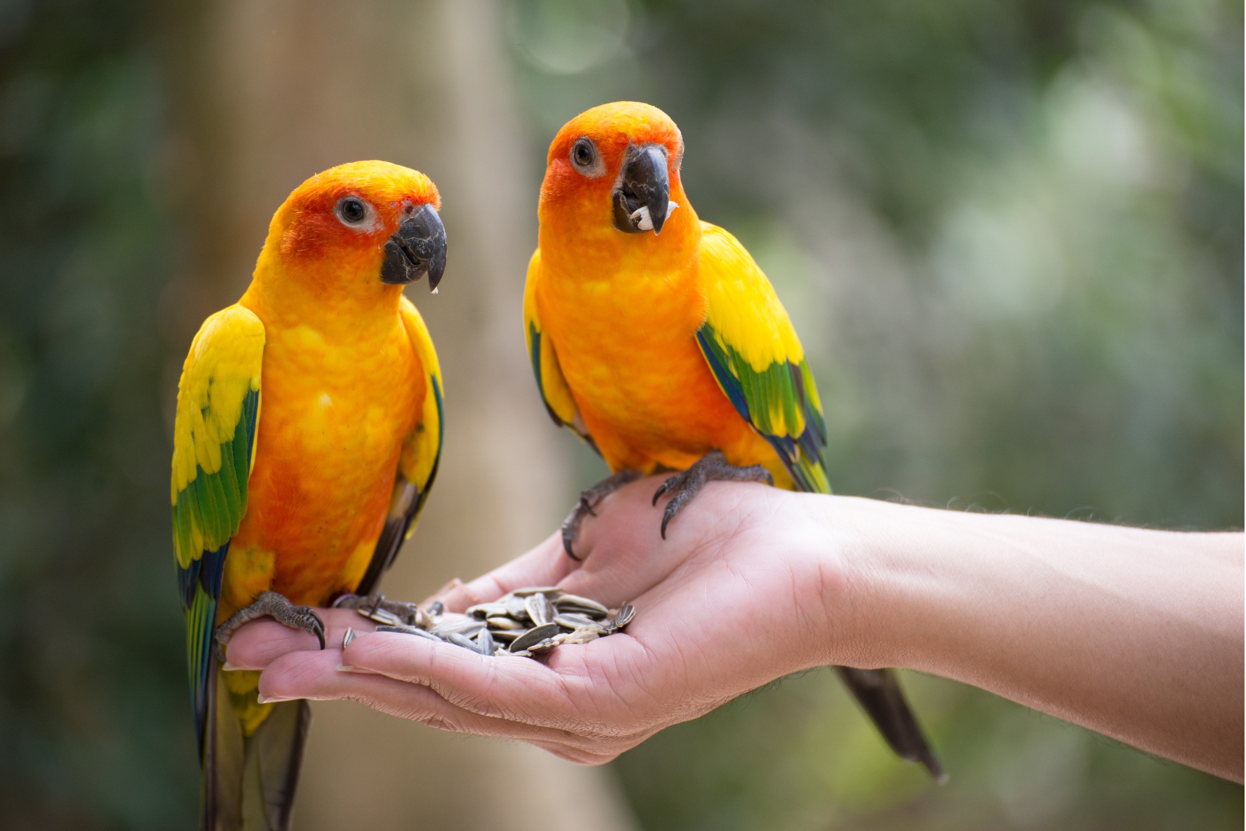 two birds sitting on a hand