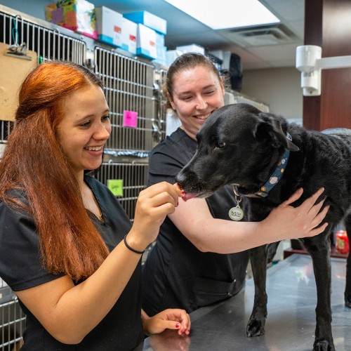 two vet staff are affectionately petting a black dog