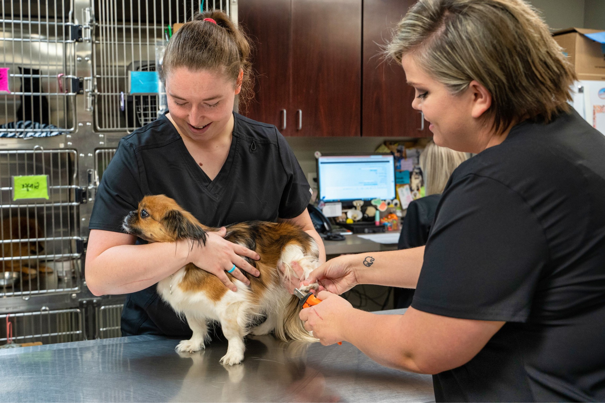 a vet staff clipping dog nails